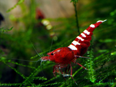 Креветка Red zebra pinto